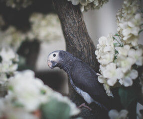 Timneh African Grey Parrot on a tree with white flowers