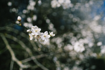 Nahaufnahme weiße Blüte im Frühling