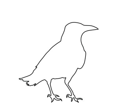 Crow vector line contour silhouette isolated on white background. Black bird raven symbol.