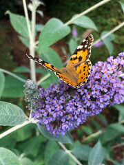 Schmetterling landet auf Buddleja