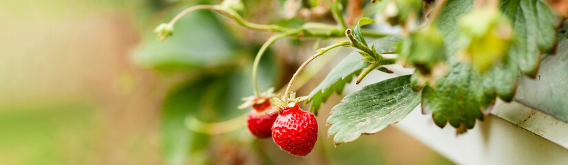Ripe red strawberries on the bush. Organic tasty seasonal products concept. Neutral background, close up, macro. Banner
