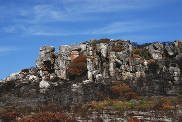 Africa- Mountain Landscape After Fires Near Cape Town