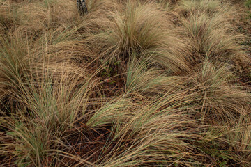 pinos
