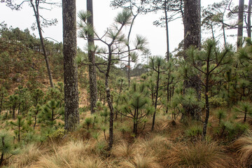 Fototapeta premium Bosque