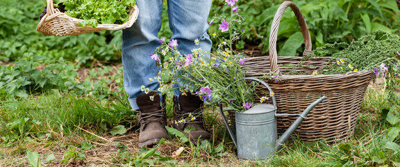 Young farmer girl wearing linen shirt, old jeans and rough boots is holding a basket with freshly picked green salad from her garden. Close up, green background. Banner © ArtSys