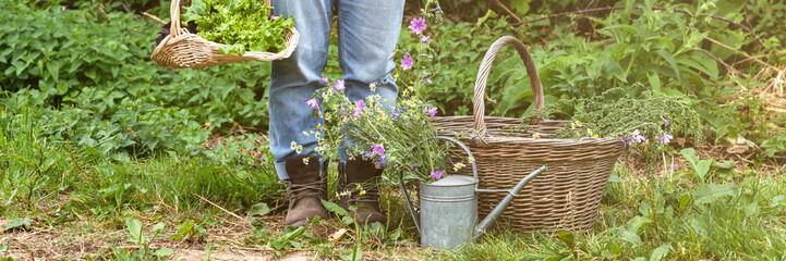 Young farmer girl wearing linen shirt, old jeans and rough boots is holding a basket with freshly picked green salad from her garden. Close up, green background. Banner © ArtSys