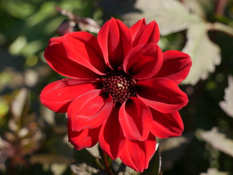 red dahlia flower