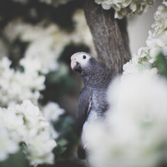 Timneh African Grey Parrot on a tree with white flowers