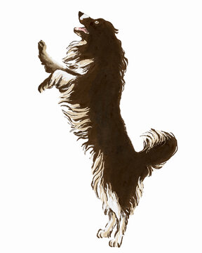Hund des Tierarztes