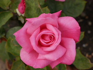 pink rose in garden
