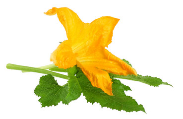 Fototapeta premium flower and leaves of zucchini isolated on white background