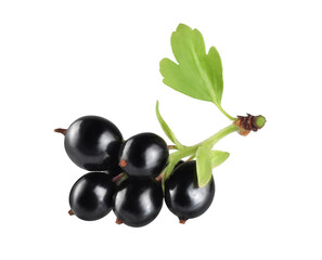 black currant on a branch isolated on white background