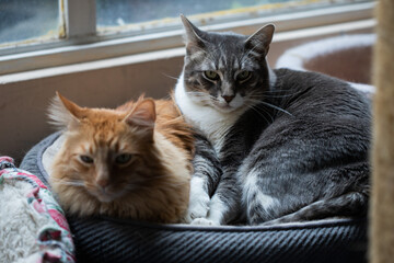 Pareja de gatos dormidos