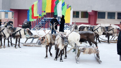 reindeer of the Arctic region  © spphotolab