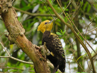 Woodpecker in tree in Brazil