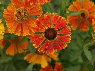 orange flower in the garden