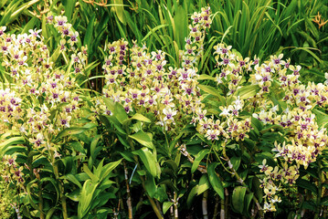 The National Orchid Garden in Singapore. orchid flowers with different colors and sizes. 