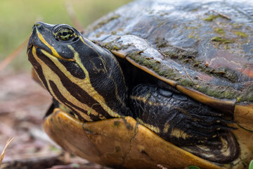Large turtle starting to stick its head out of the shell