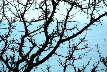 Dark silhouettes of bare tree branches on a background of blue sky and sea.