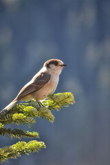 Whiskey Jack, Perisoreus canadensis, also known as a gray jay or the Canada Jay, perched on a spruce branch in the sunshine.