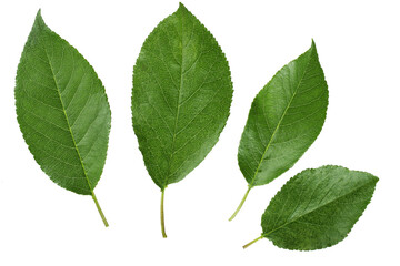 Fototapeta premium cherry leaves isolated on white background top view