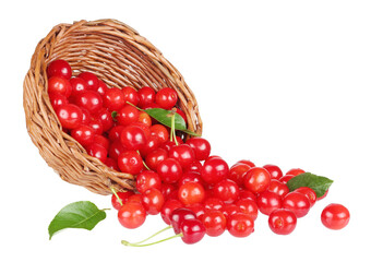 cherries in a basket is scattered isolated on a white background