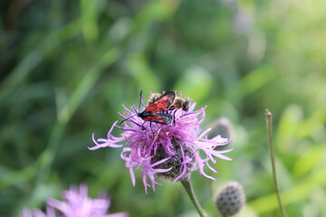 Beautiful butterfly with a bee