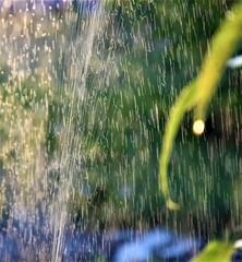 Krople wody w ogrodzie