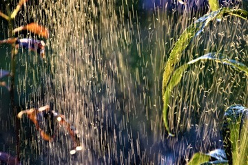 Krople wody w ogrodzie