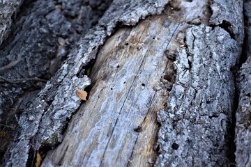 Pień drzewa  © merko