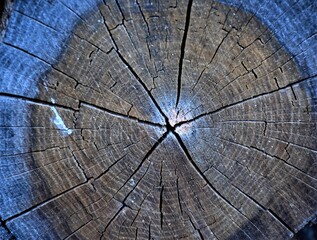 Pień drzewa  © merko