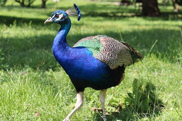 Fototapeta premium Peacock elegantly poses on sunshine