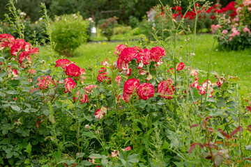 Awe roses bushes   pink and red colors  in botanical garden of Moscow University