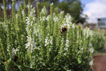 Bumblebee on a white flower