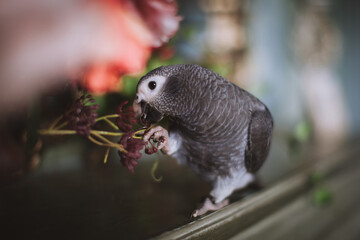 Timneh African Grey Parrot on a tree with red flowers
