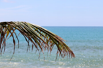 Fototapeta na wymiar Empty tropical beach and sea, view through palm leaf to blue water, selective focus. Concept of leisure and relax on a paradise nature