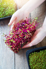 Microgreen beet in female hands. Healthy vitamin food.