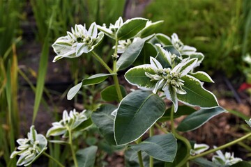 Biało zielone liście 