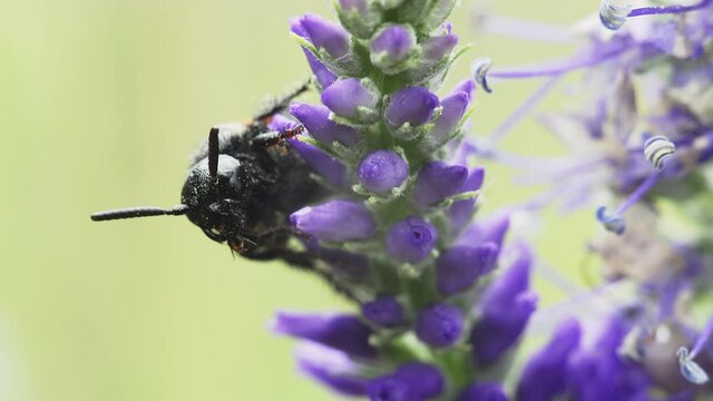 Macro shot of the Golden digger wasp (Sphex funerarius) of the family Sphecidae on a purple flower.
