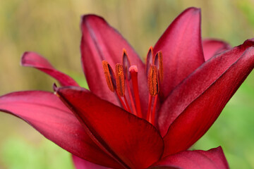 Close-up of a pastel colored red lily