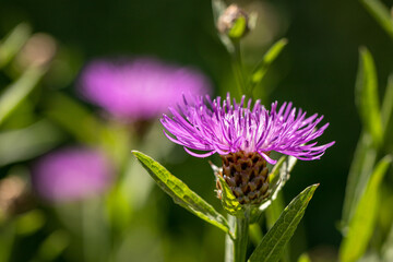 Wiesenflockenblume, Centaurea jacea