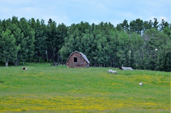 Small old barn in a field with cows