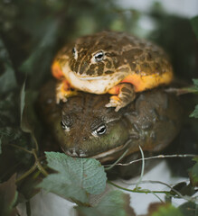 Couple of African bullfrogs on green leaves