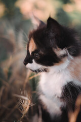 Small fluffy kitten tricolor. The kitten walks in nature, sits in the grass and poses. Home young three-colored cat. Charming little black and red and white kitten.