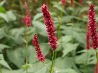 pink flower