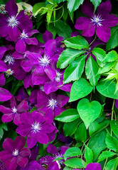 Many large purple clematis flowers on a background of green leaves. Close-up. Abundant clematis purple with a large flower, curling on the wall of a village house.