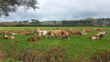 Naklejka na ściany i meble Guernsey Cows, Guernsey Channel Islands