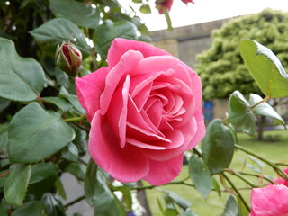 pink rose in garden