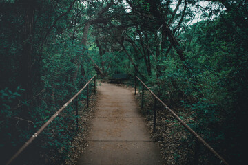 Obraz premium bridge in the forest