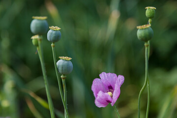 Close up of one purple poppy flower and one small bloom
